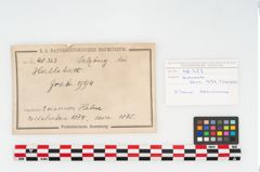 Foto von Eisenhelm (NHMW-PRAE-048323)